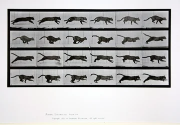 Cat running, plate 720 from 